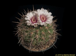 Gymnocalycium saglionis ssp. horizonthalonium 736